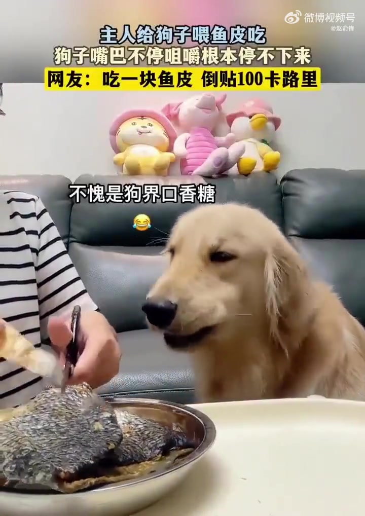 主人给狗子喂鱼皮吃狗子嘴巴不停咀嚼根本停不下来