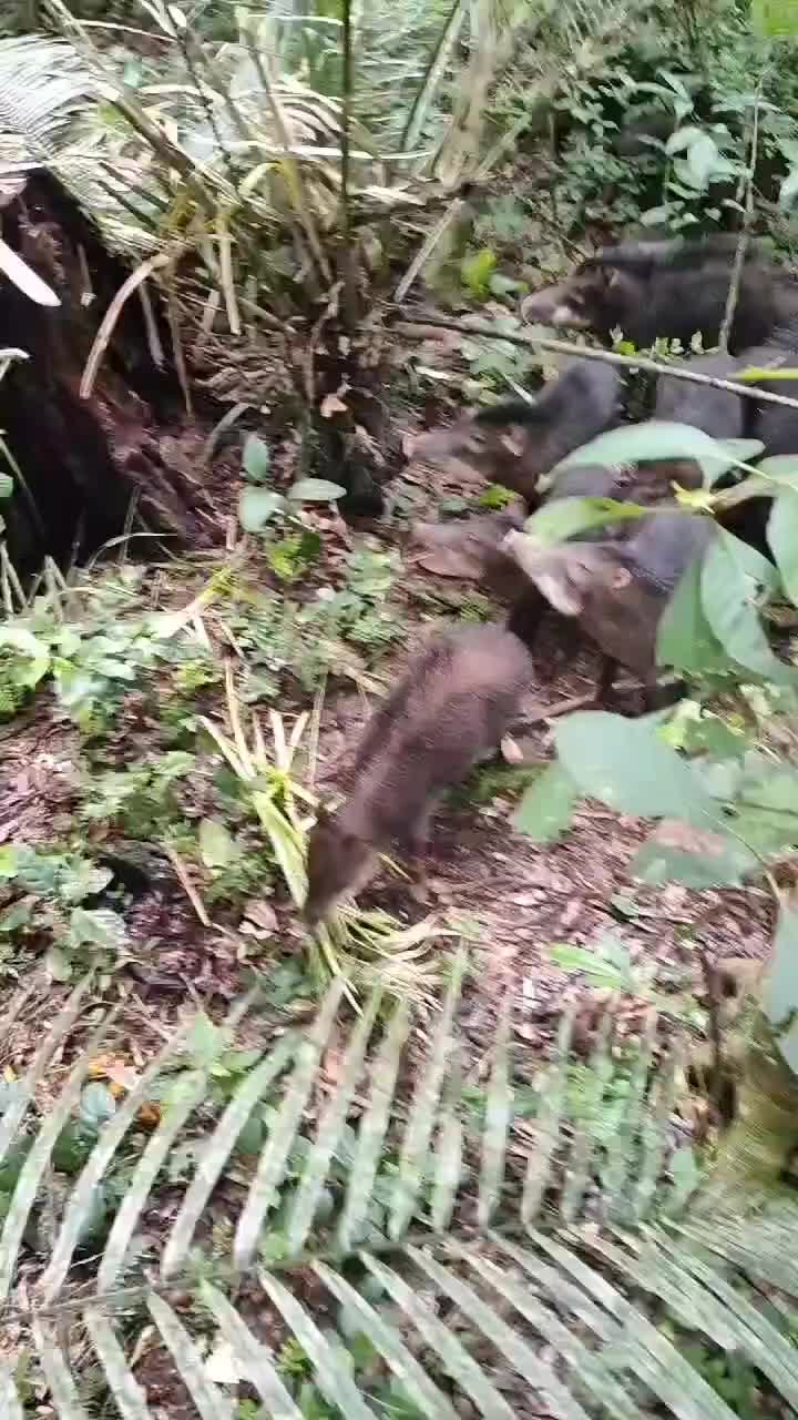 看野猪的毛竖起来是准备功击了！！