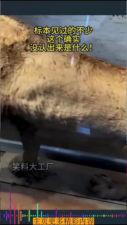标本见过的不少，这个，确实没认出来是什么！