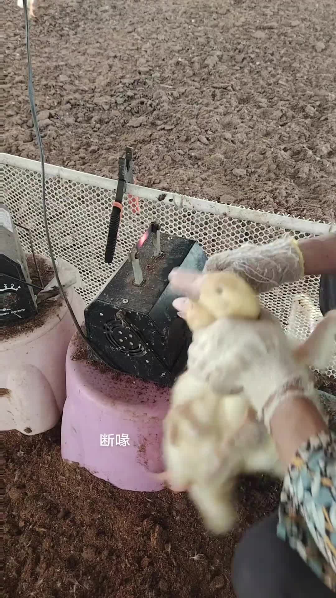 好奇心问一下！为什么要烧小鸭子嘴巴
