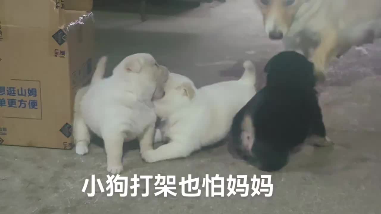 最后还用嘴筒子扇小狗！