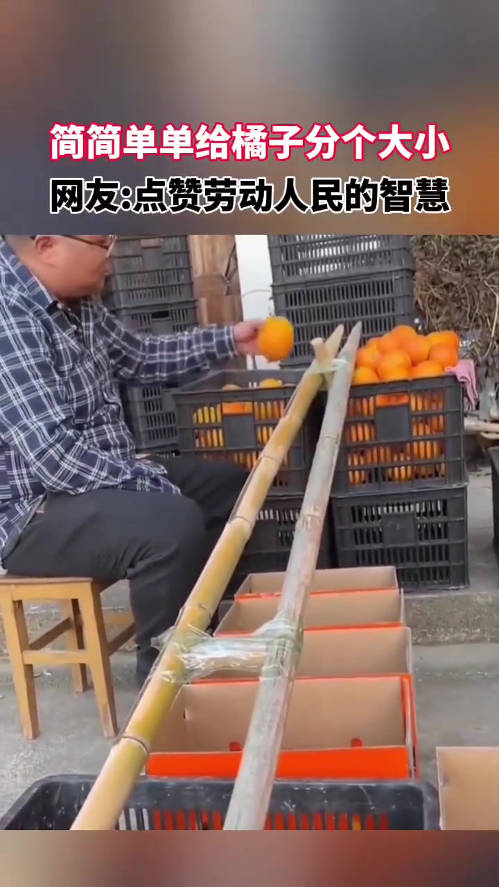 简简单单给橘子分大小，这就是劳动人民的智慧