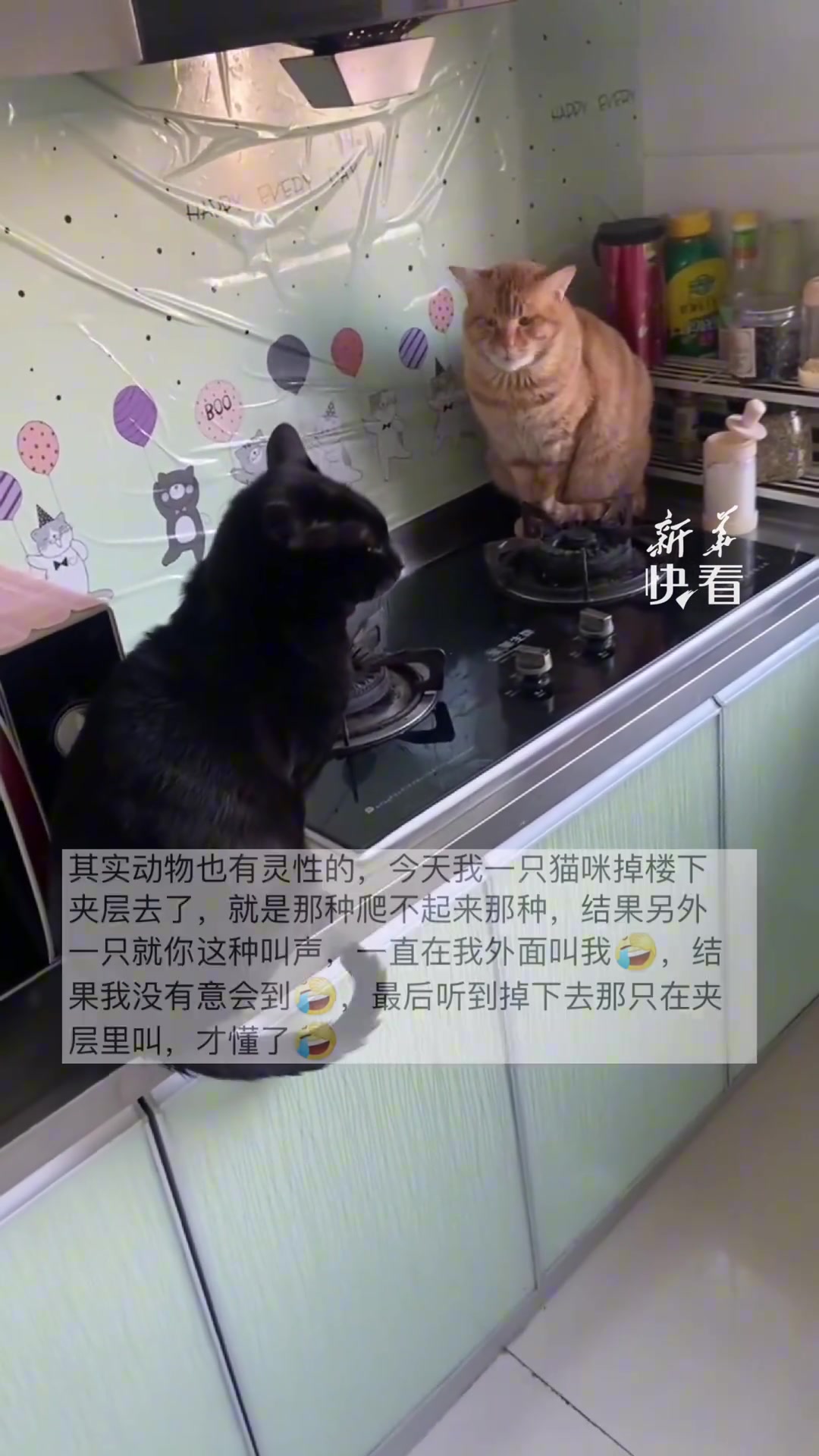 女子做饭时煤气灶没关好，猫咪守在厨房急得快“说话”了