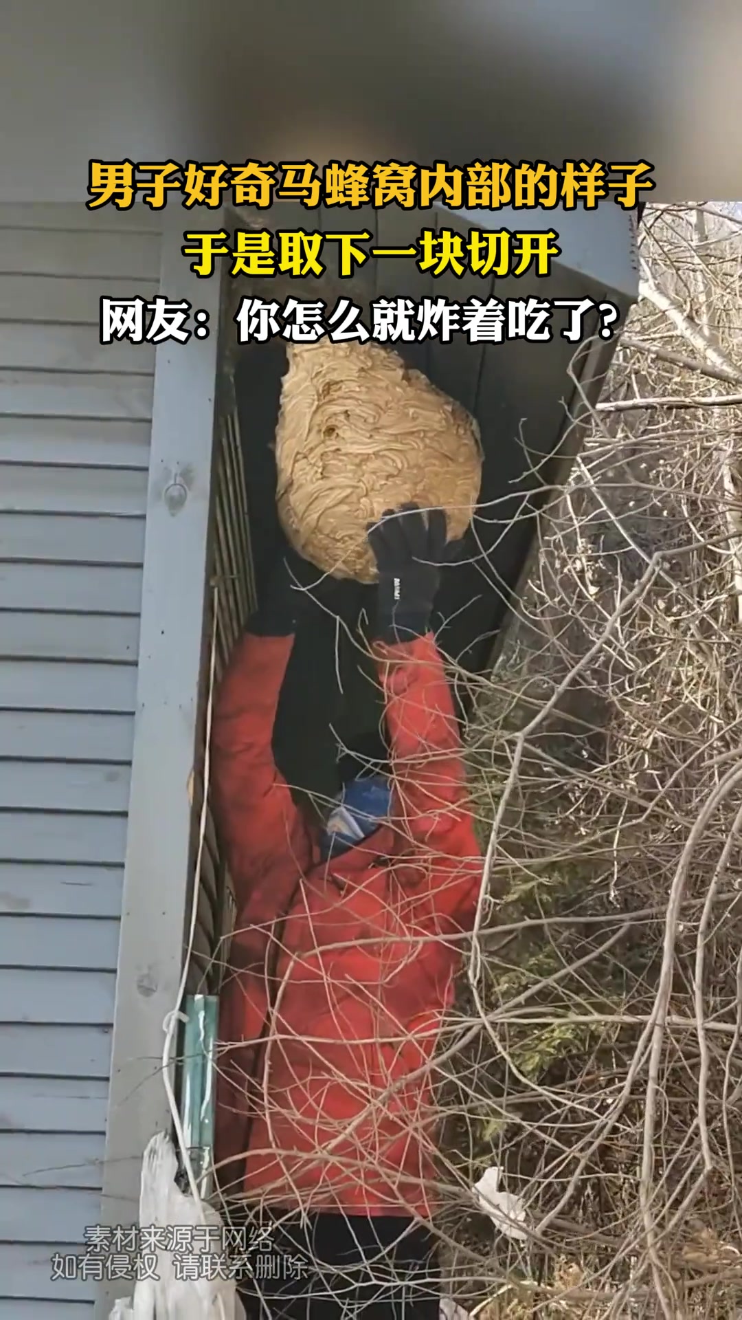 男子好奇马蜂窝内部的样子，于是取下一块切开