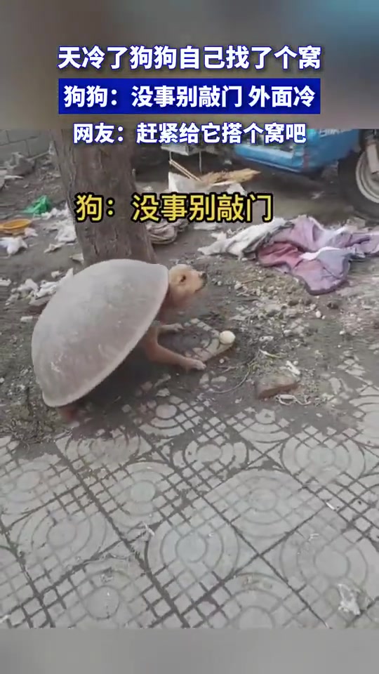 天冷了狗狗自己找了个窝，狗狗：没事别敲门，外面冷