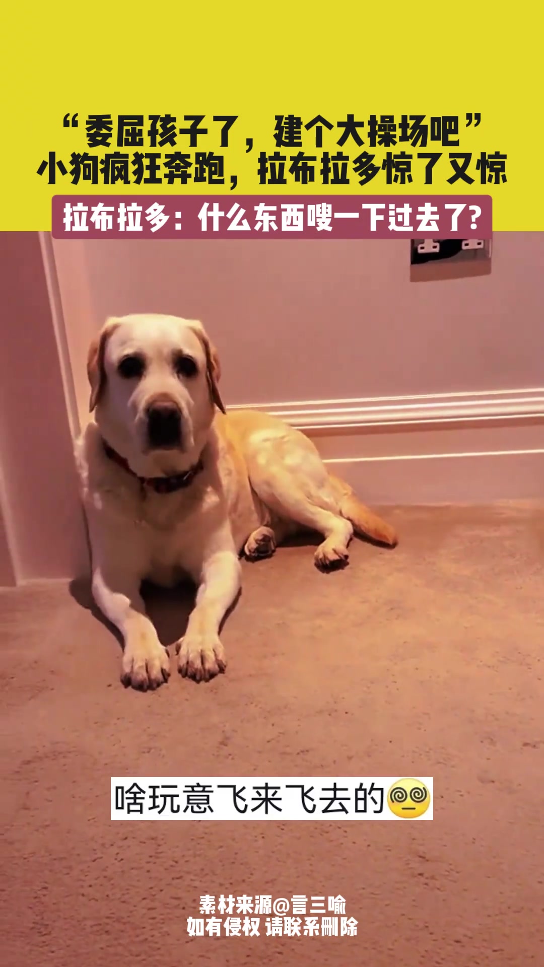 “委屈孩子了，建个大操场吧”，小狗疯狂奔跑，拉布拉多惊了又惊