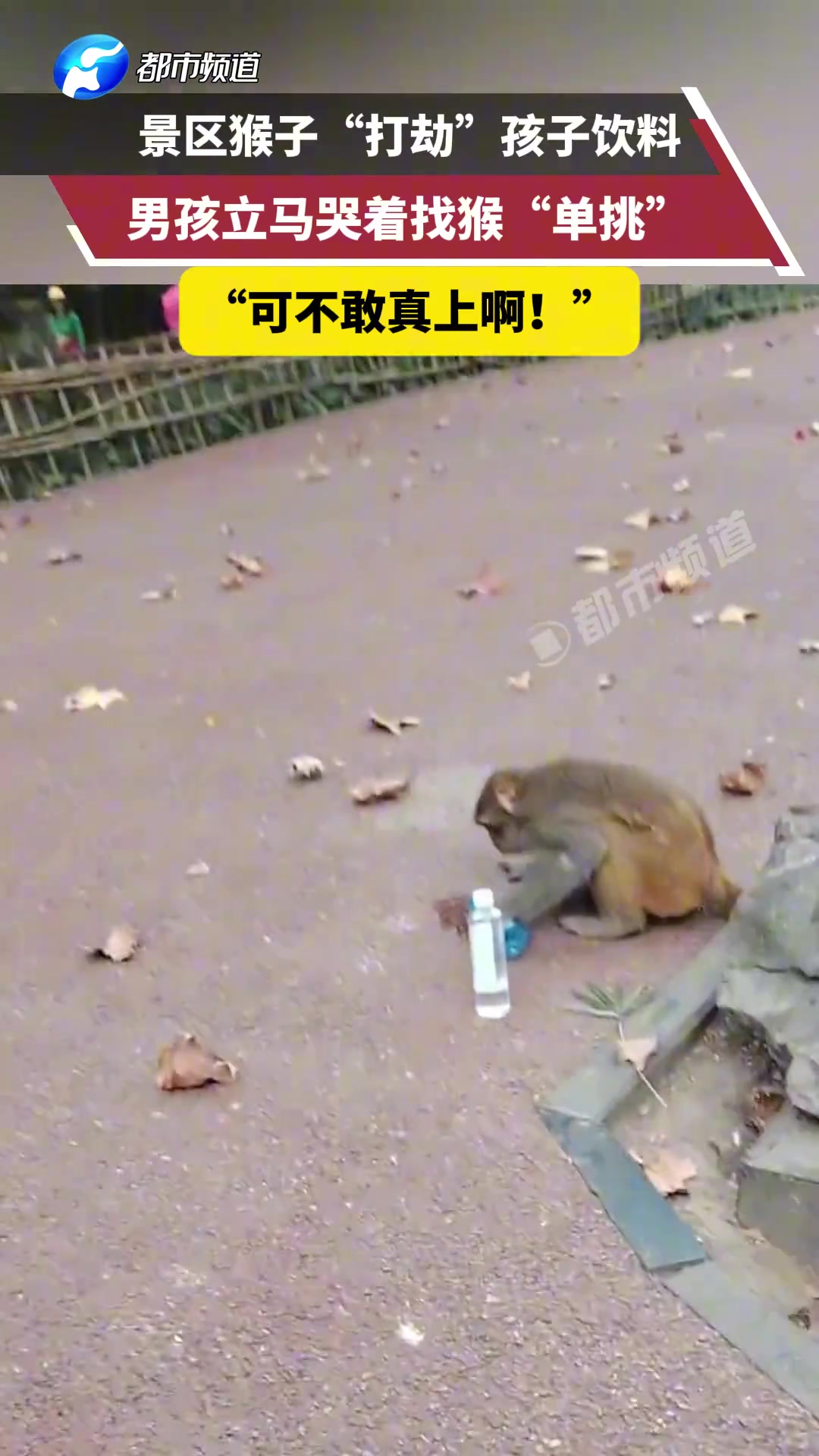 景区猴子“打劫”孩子饮料，男孩立马哭着找猴“单挑”