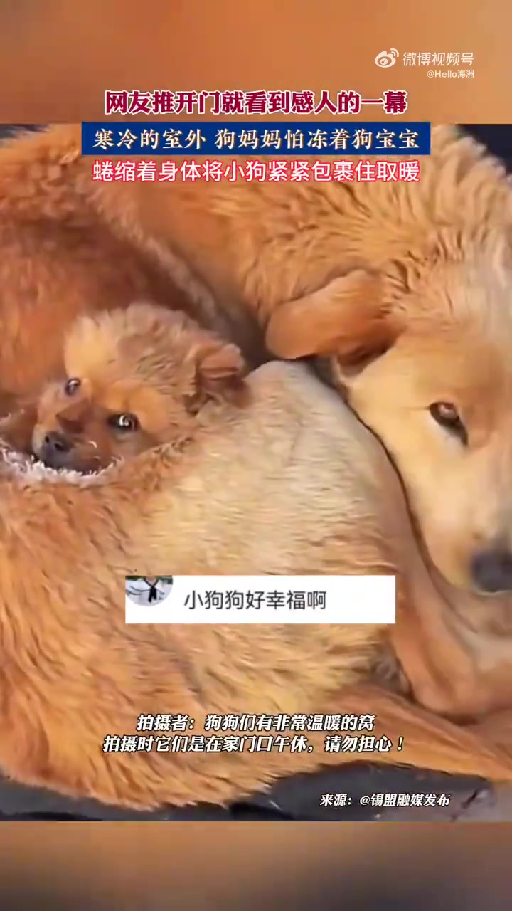 寒冷的室外狗妈妈怕冻着狗宝宝，蜷缩着身体将小狗紧紧包裹住取暖