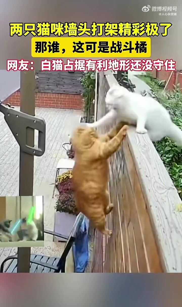 大橘用头抗了多少瞄拳，才占领高地！