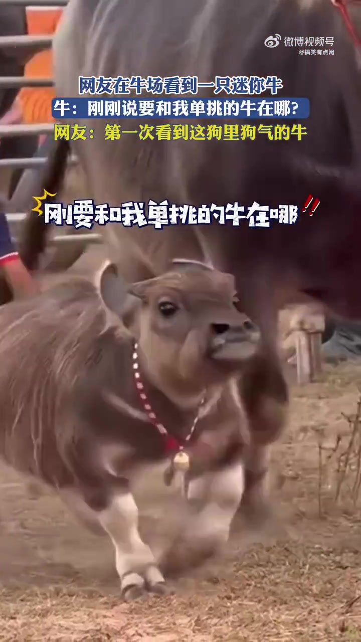 有家长在的小朋友就是不一样
