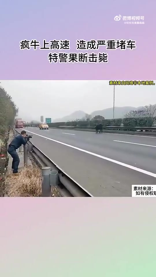 疯牛闯高速致严重堵车，特警果断击毙