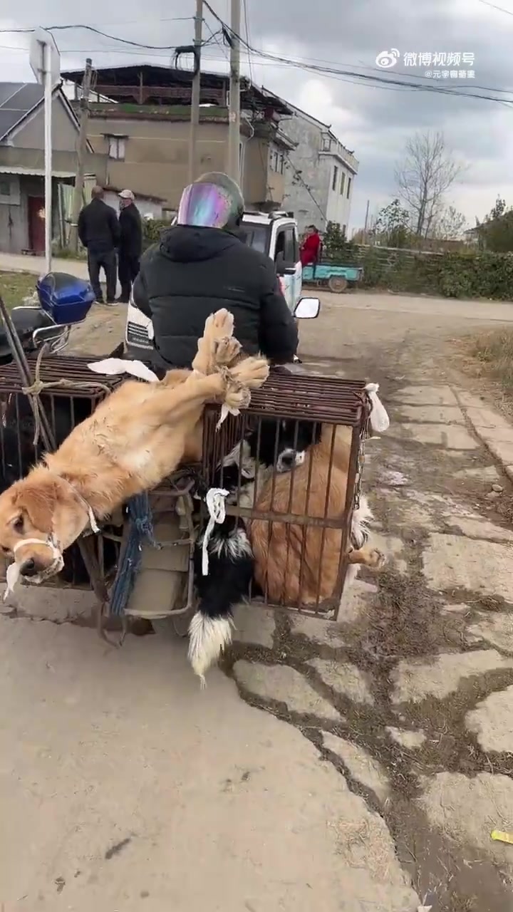 这要是被偷小狗，主人知道得多崩溃，不敢想象