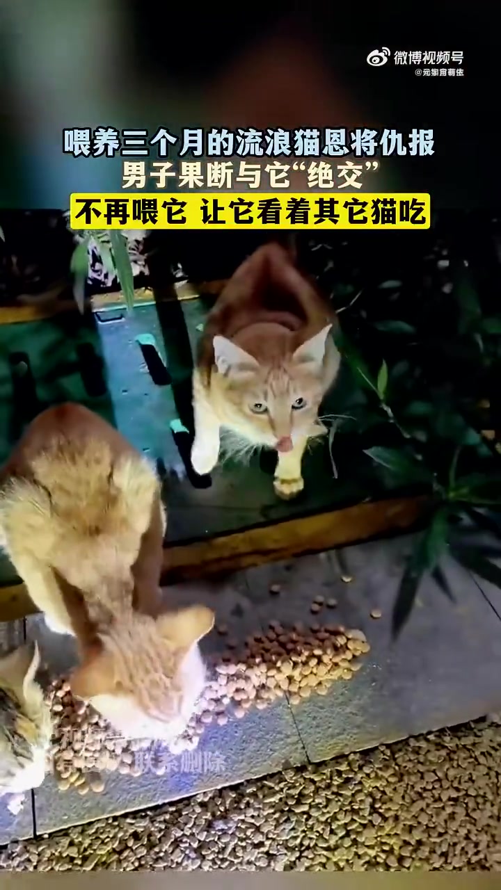喂养三月的流浪猫恩将仇报，男子不再喂它，让它看别的猫吃