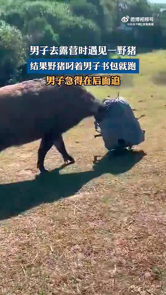 男子露营遇野猪，野猪叼包就跑，男子在后面急追