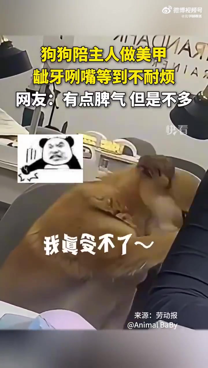 狗狗陪主人做美甲，不耐烦龇牙咧嘴，网友：有点脾气但不多