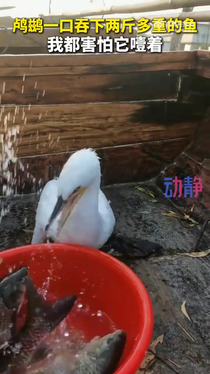鸬鹚吞下两斤多重的鱼，真怕它噎着！
