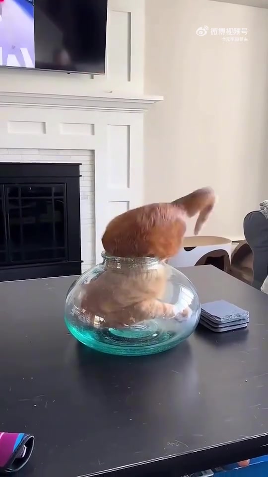 这猫咪仿佛会缩骨功