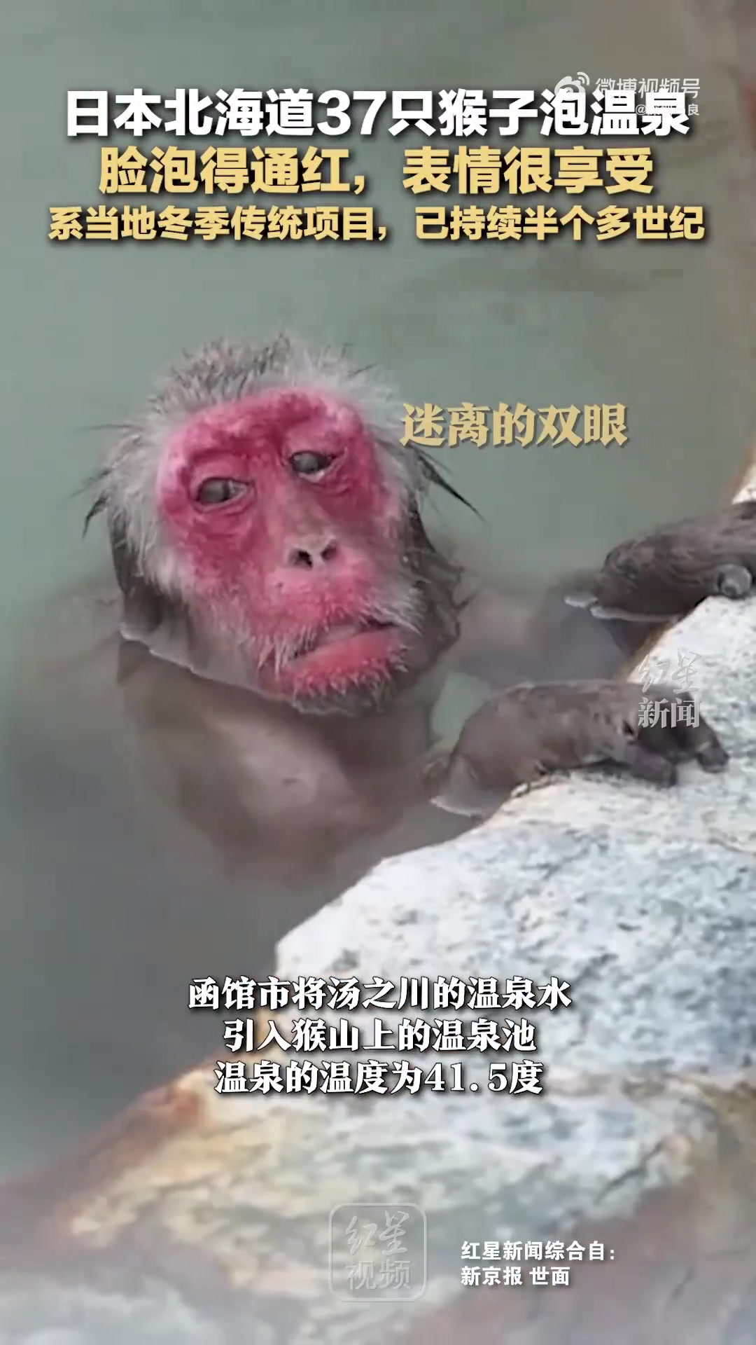 日本北海道37只猴子泡温泉，脸泡得通红