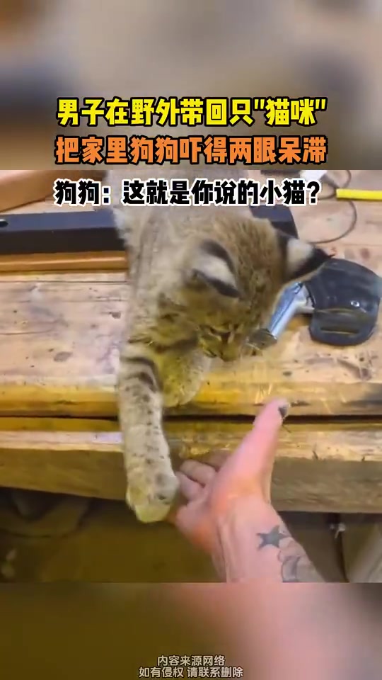 狗狗：这就是你说的小猫