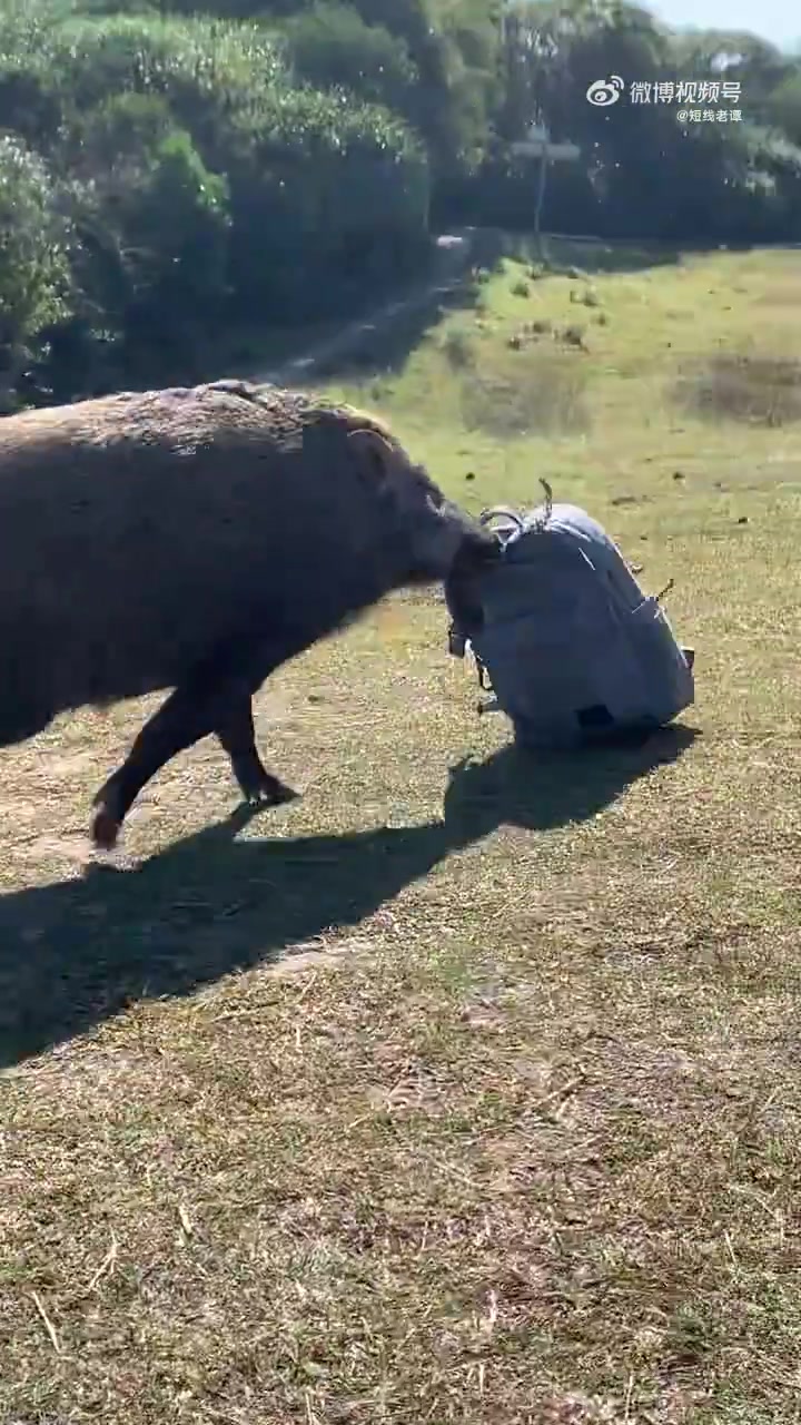这野猪怎么狗里狗气的