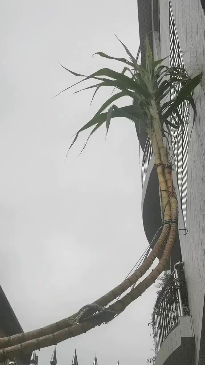 甘蔗原来可以长那么高的啊！