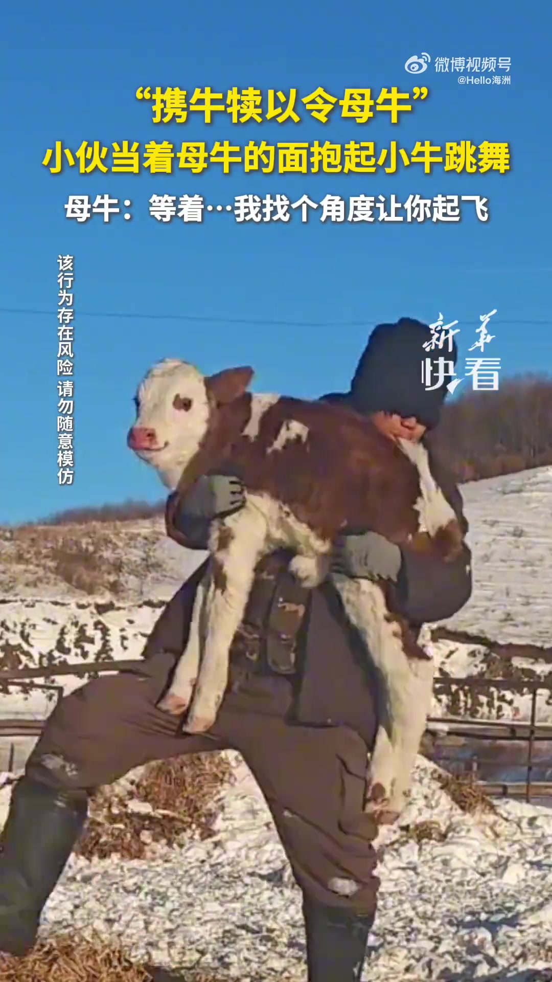 小伙当着母牛的面抱起小牛跳舞，母牛：等着我找个角度让你起飞