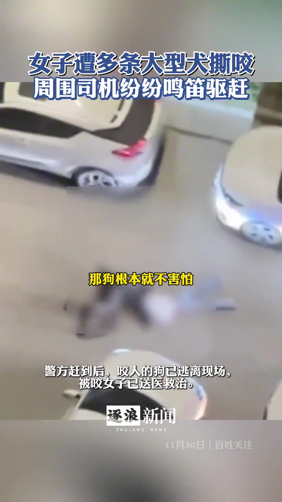 女子遭两大犬撕咬，司机鸣笛驱赶