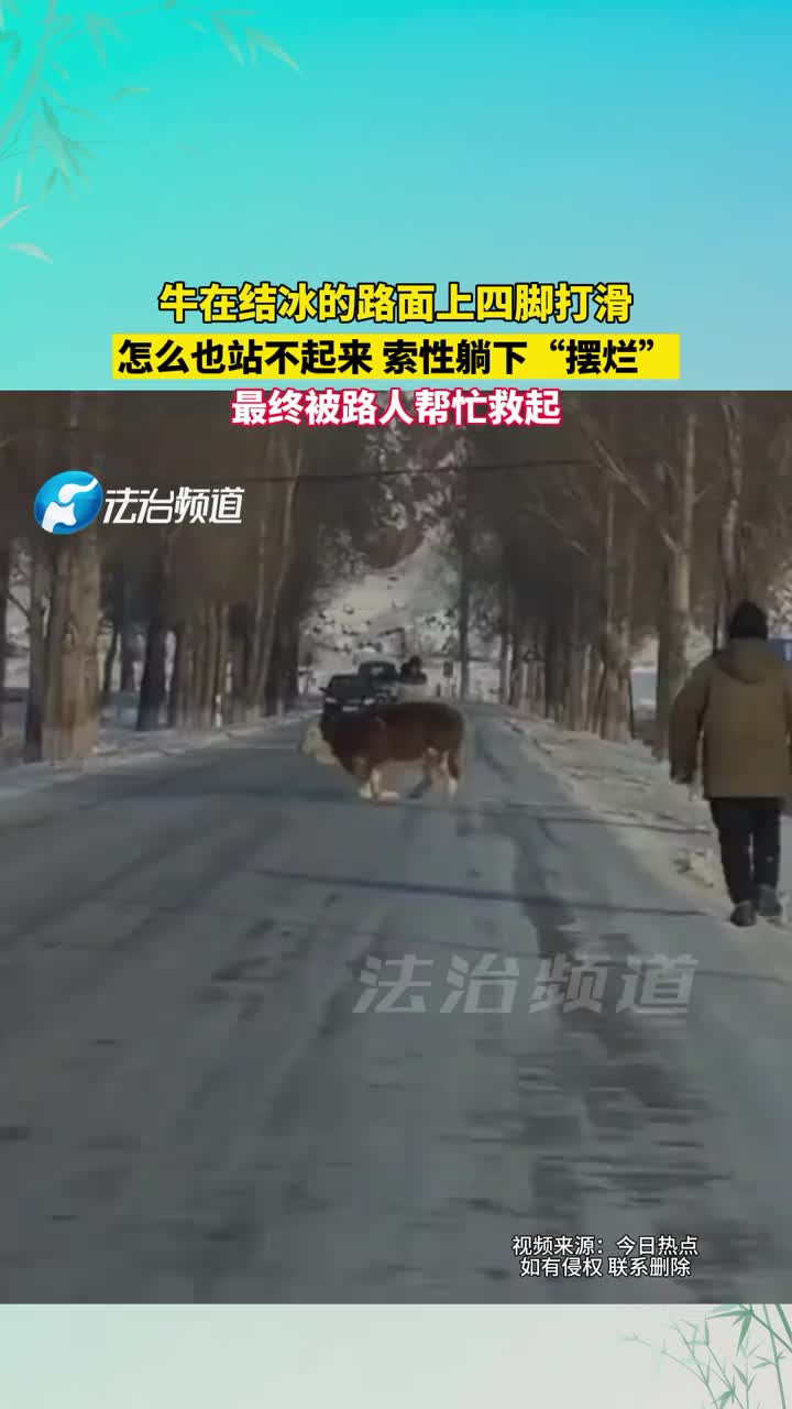 牛在结冰的路面上四脚打滑，怎么也站不起来！
