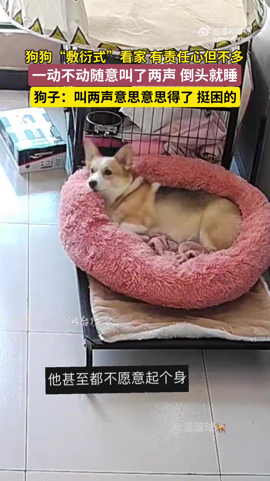 狗狗“敷衍式”看家，有责任心但不多！