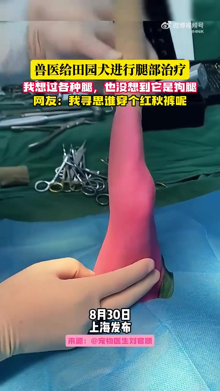 兽医给田园犬进行腿部治疗，我想过各种腿，也没想到它是狗腿