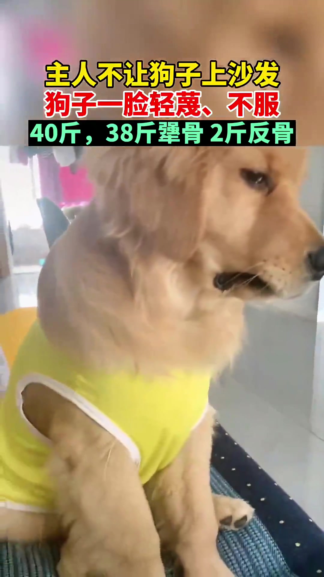 主人不让狗子上沙发狗子一脸轻蔑