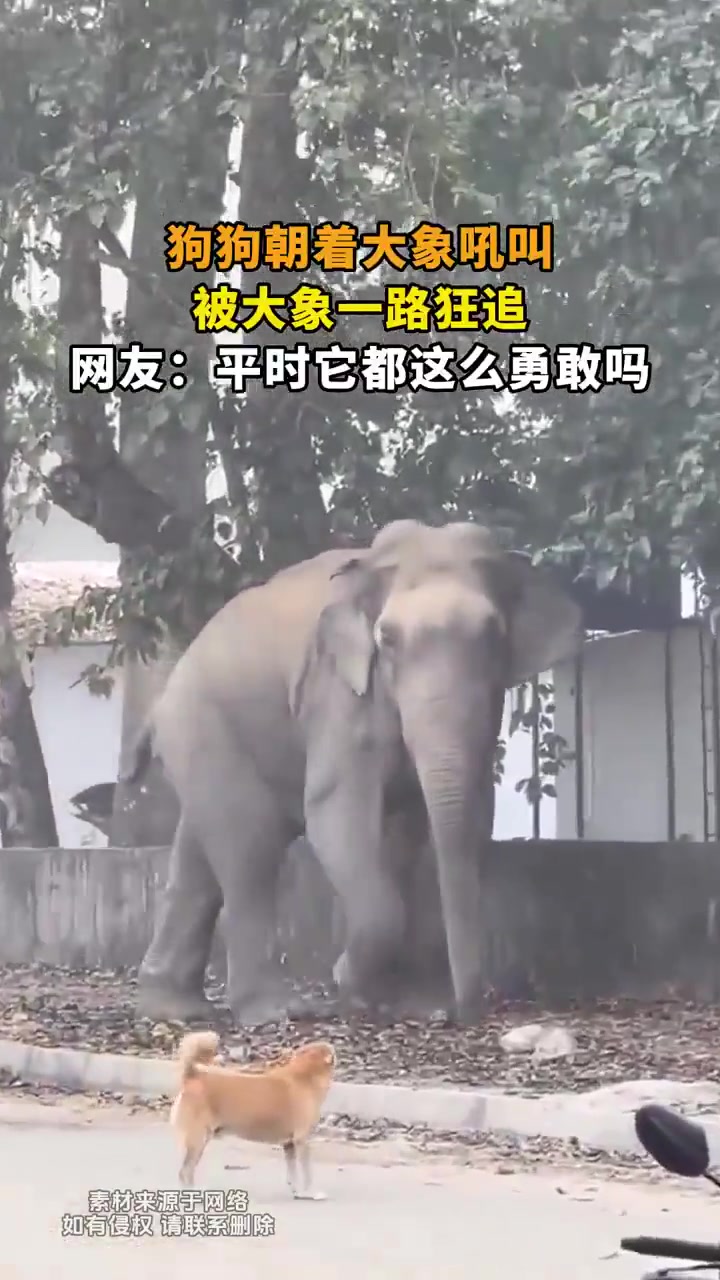 狗朝着大象吼叫，被大象一路狂追，网友：平时它都这么勇敢吗
