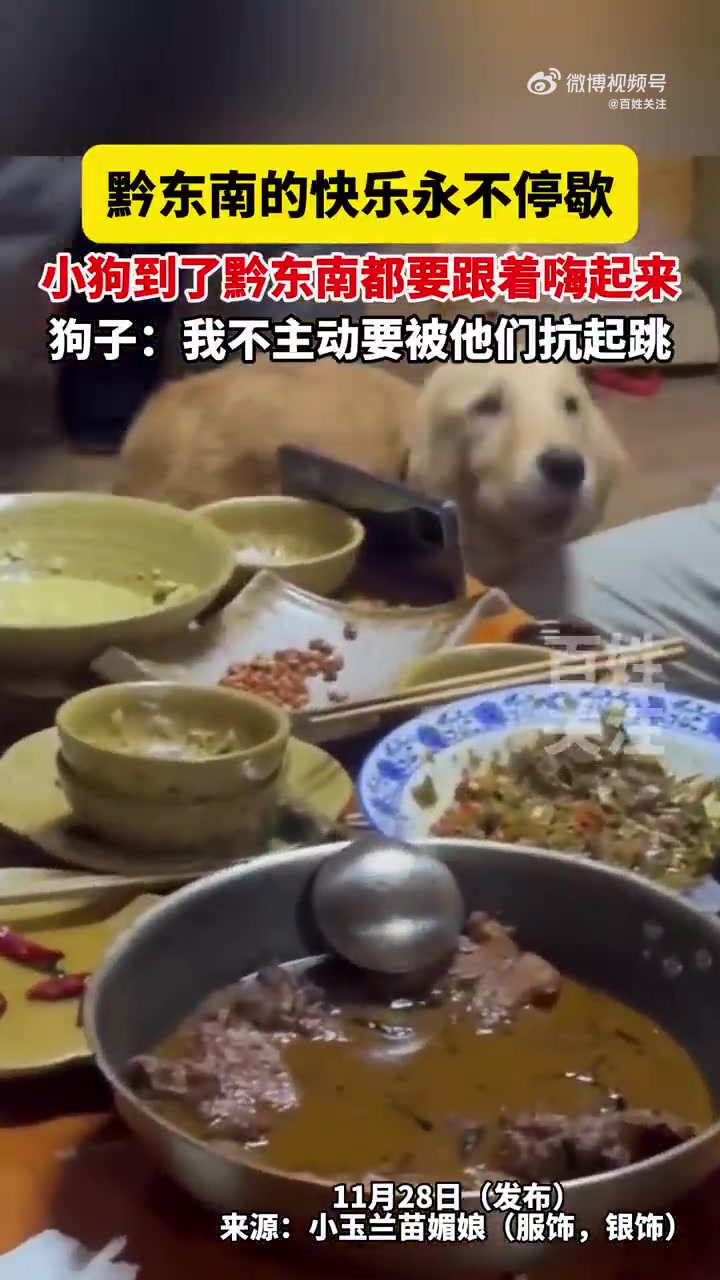 小狗到了黔东南都要跟着嗨起来