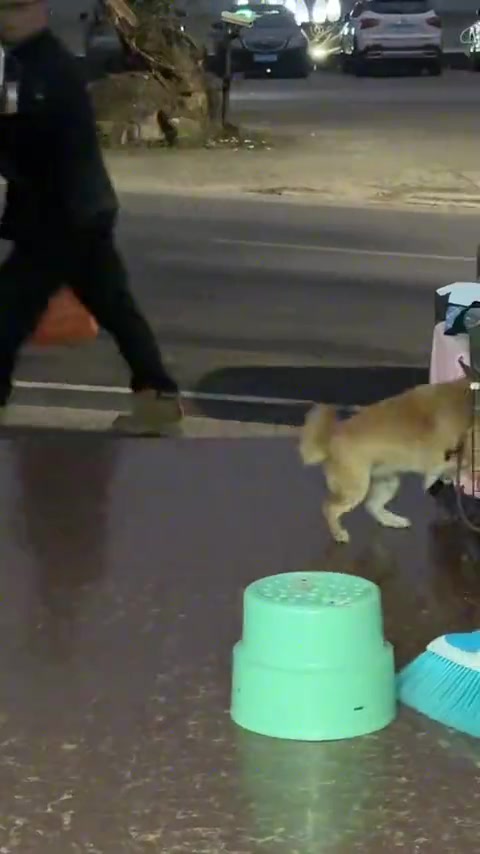 小狗：不敢睁开眼希望是我的幻觉