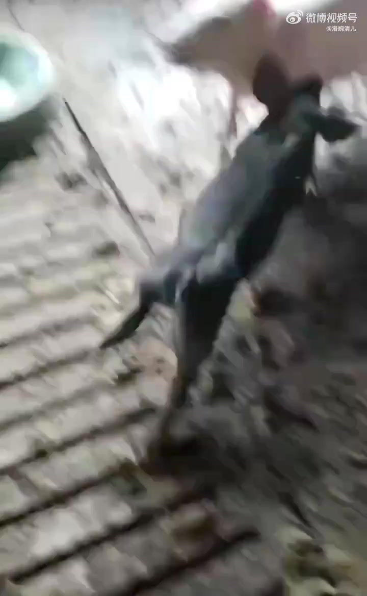 小黑猪：打错了，打错了