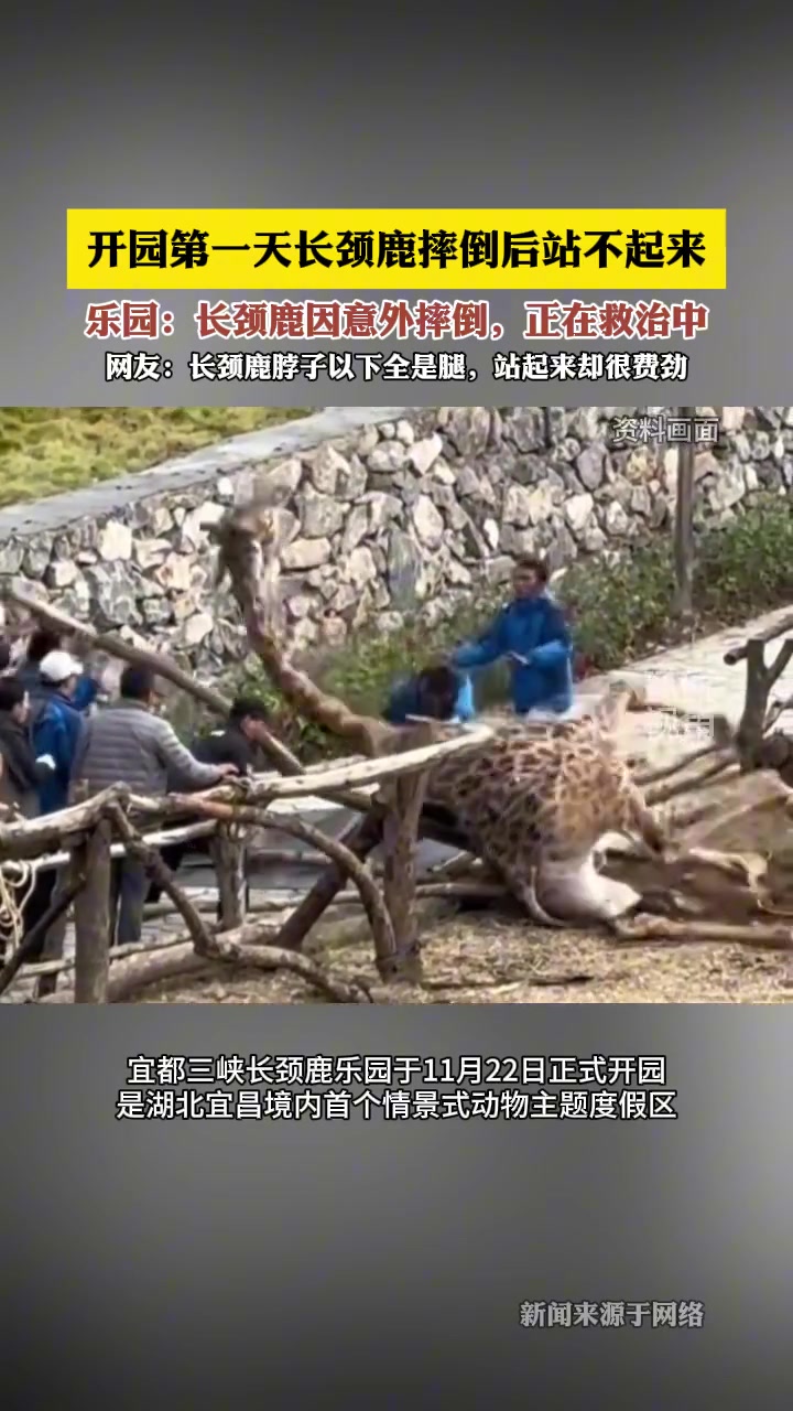 长颈鹿意外摔倒，乐园称已救治