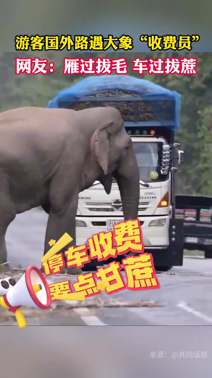 大象在路边拦停甘蔗卡车，每辆都用长鼻子取下一些