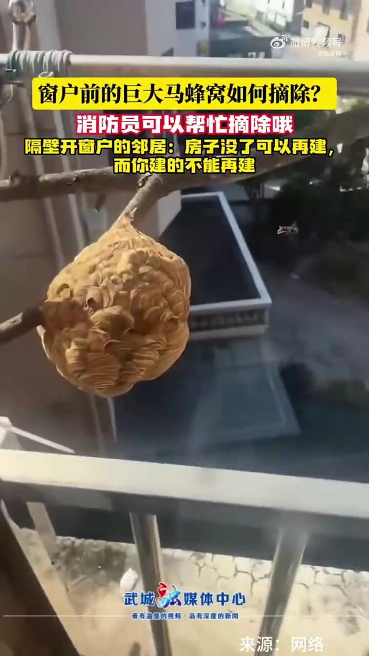 窗户前的巨大马蜂窝如何摘除