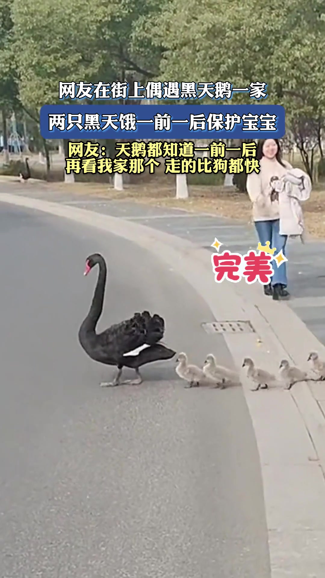网友在街上偶遇黑天鹅一家两只黑天鹅一前一后保护宝宝