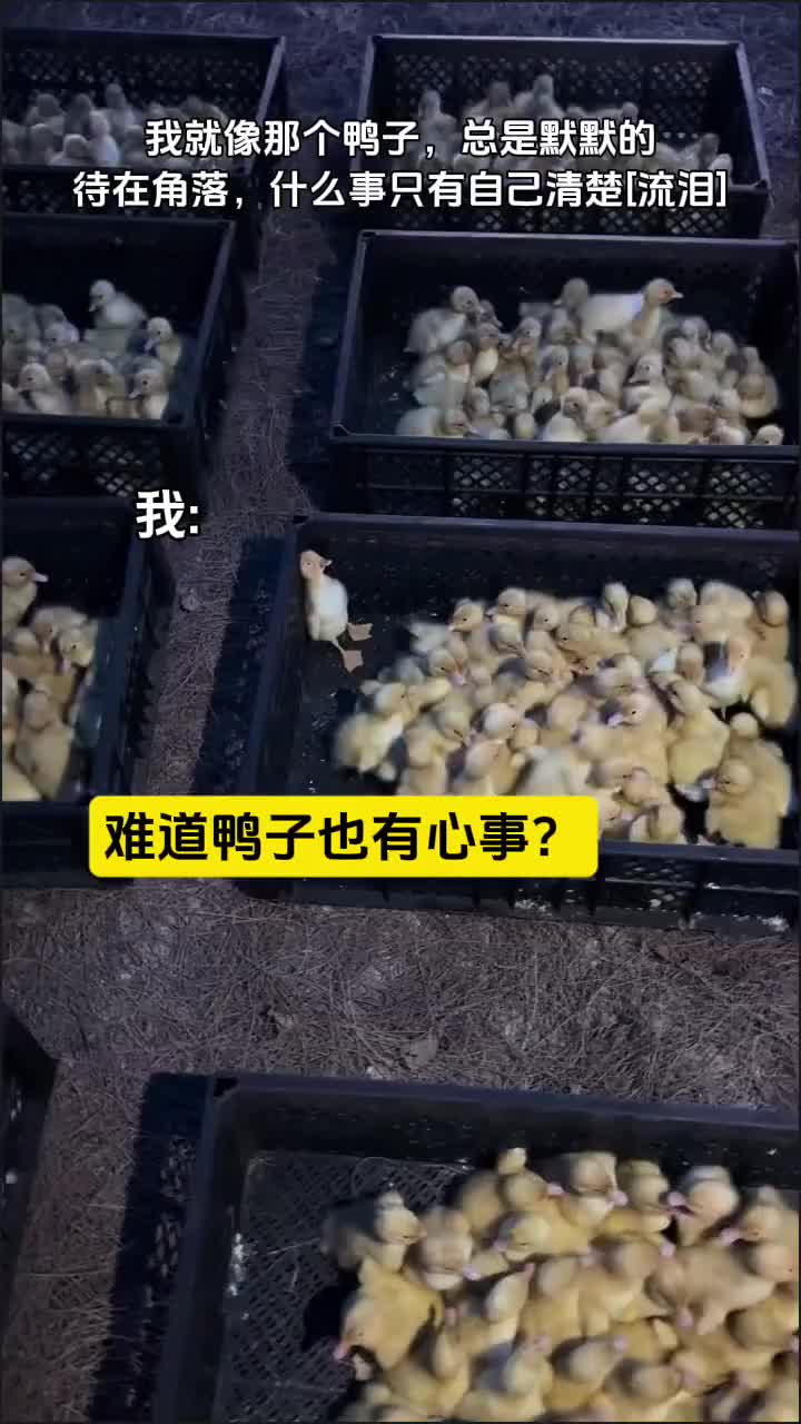 难道鸭子也有心事吗