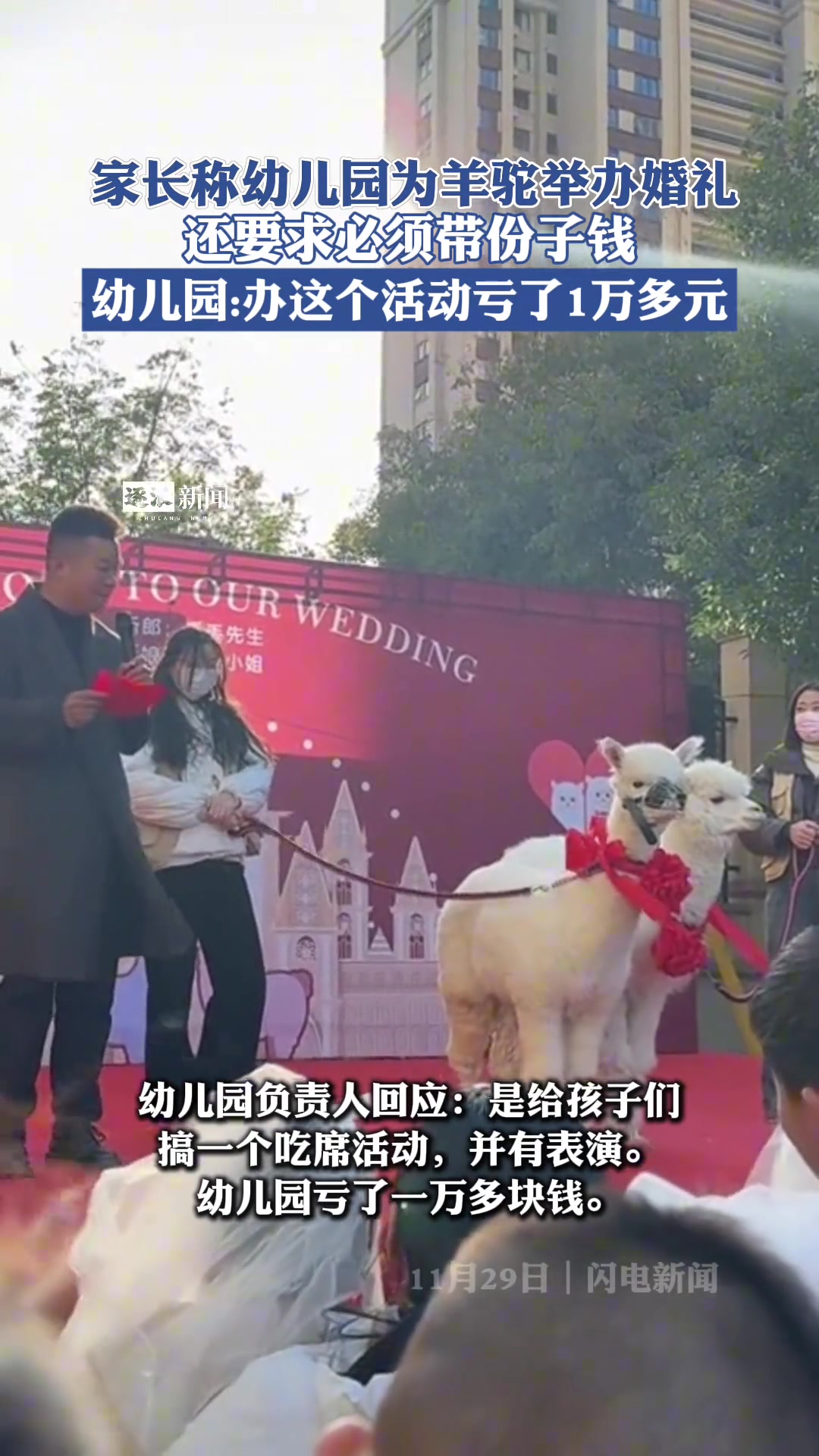 幼儿园为羊驼办婚礼亏了一万多
