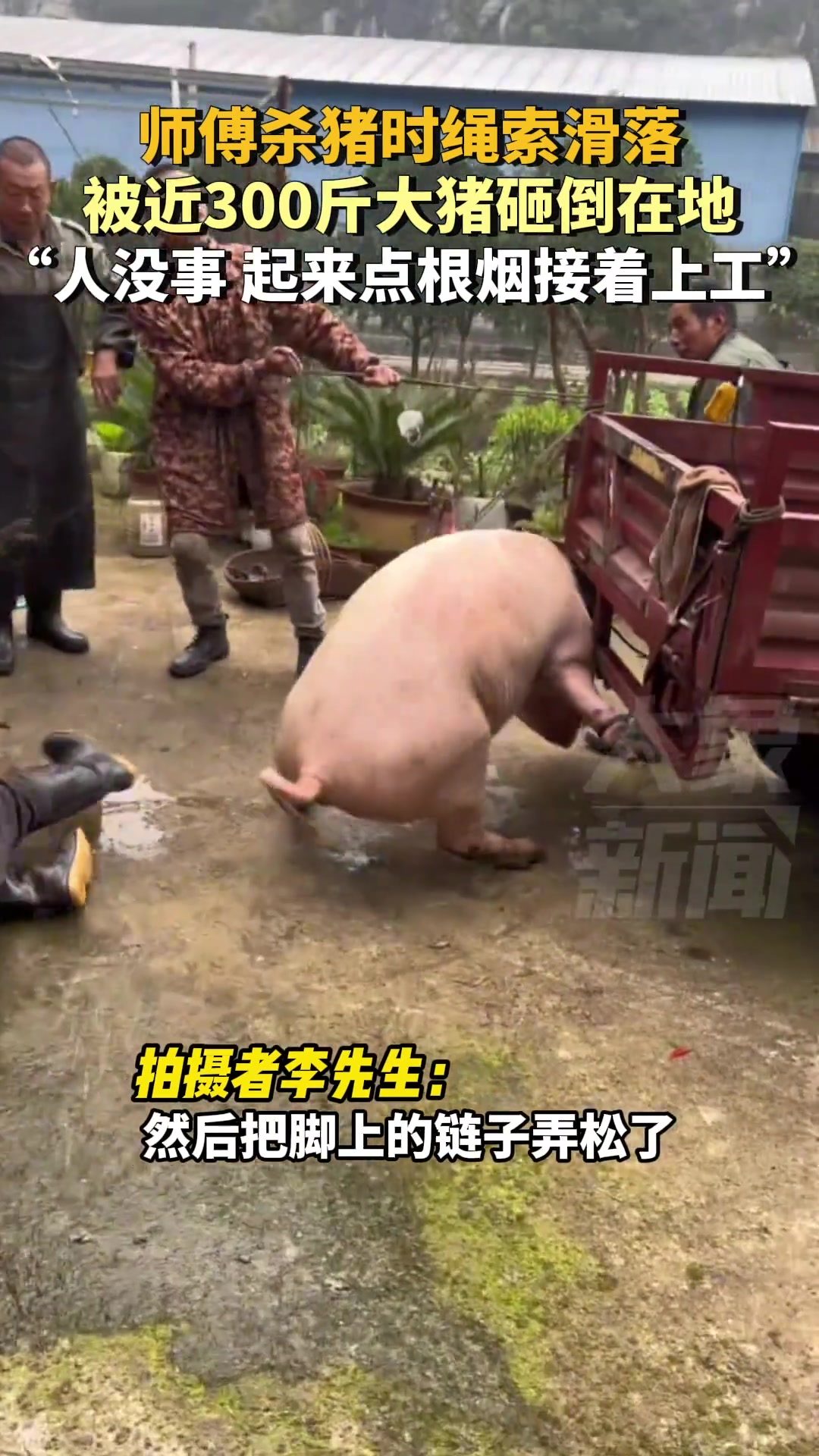 师傅杀猪时绳索滑落被近300斤大猪砸倒在地幸好人没事