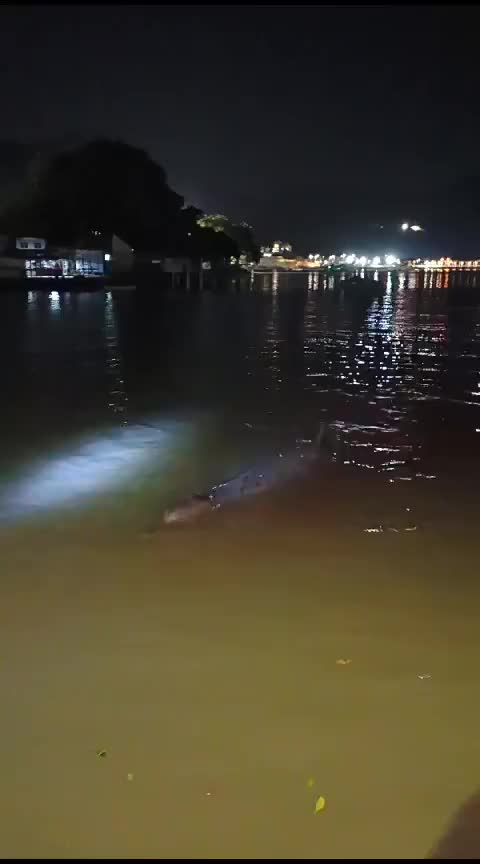 这个是啥鱼啊
