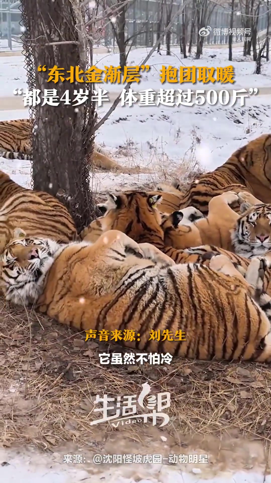 东北虎雪地里抱团取暖