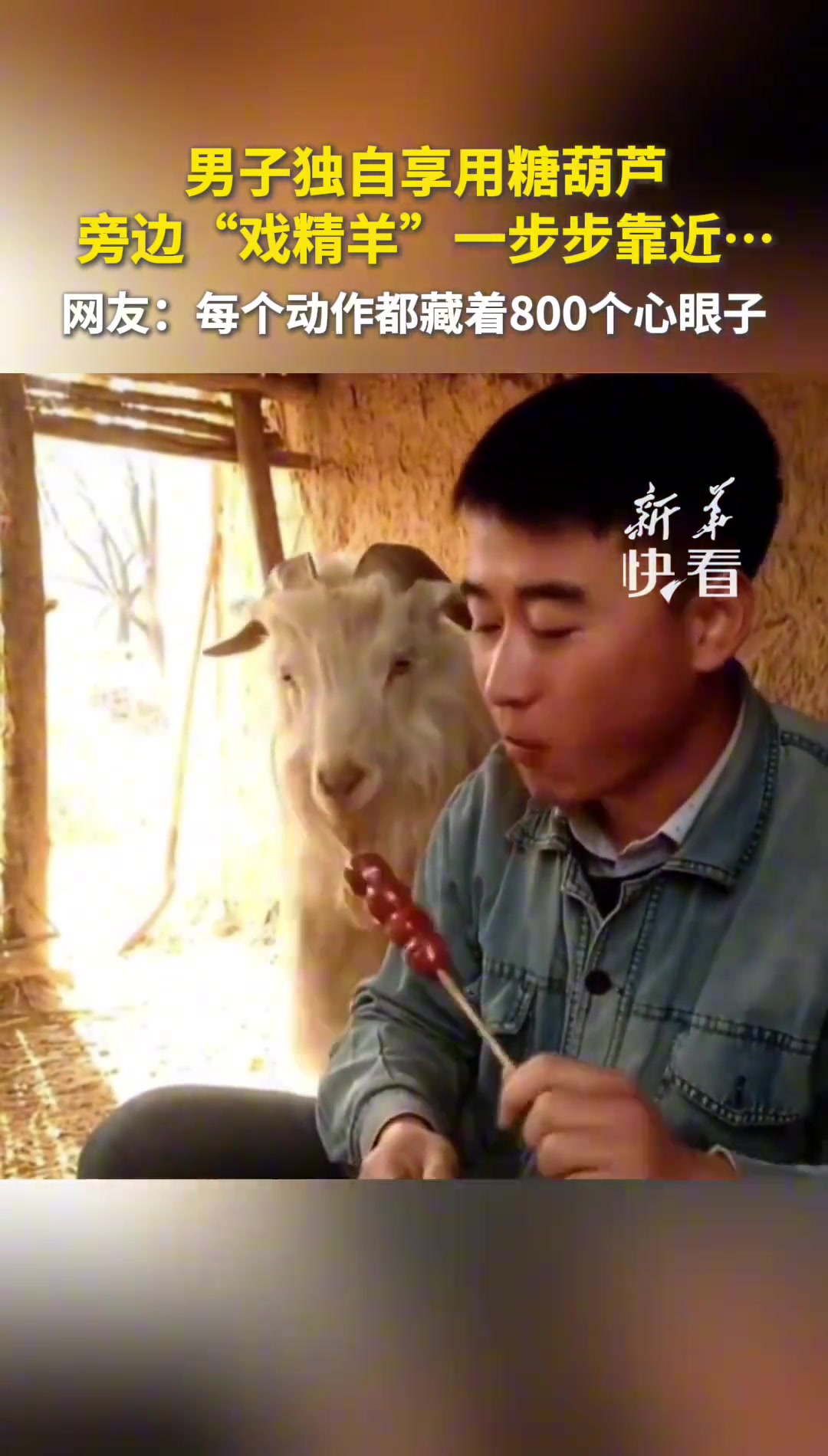 小羊为了吃口糖葫芦全是“戏”每个动作都藏着800个心眼子