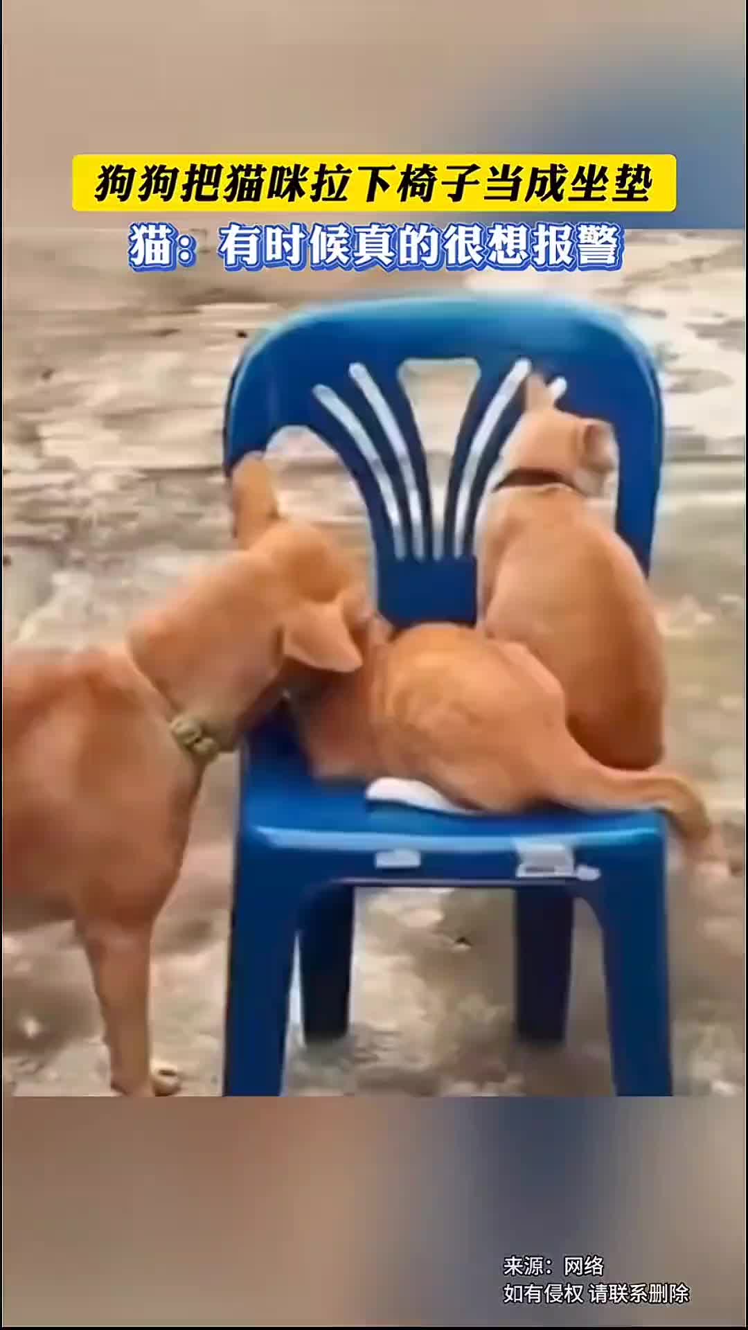 猫：有时候真的很想报警！