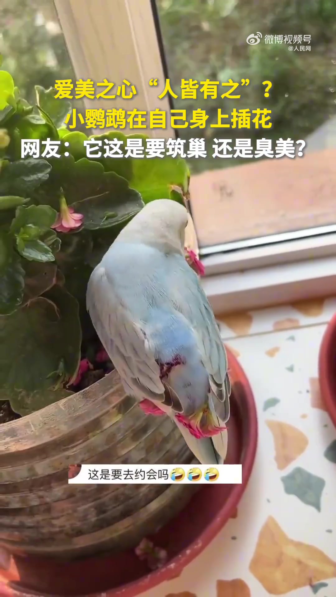 可可爱爱！小鹦鹉叼花瓣装点尾巴