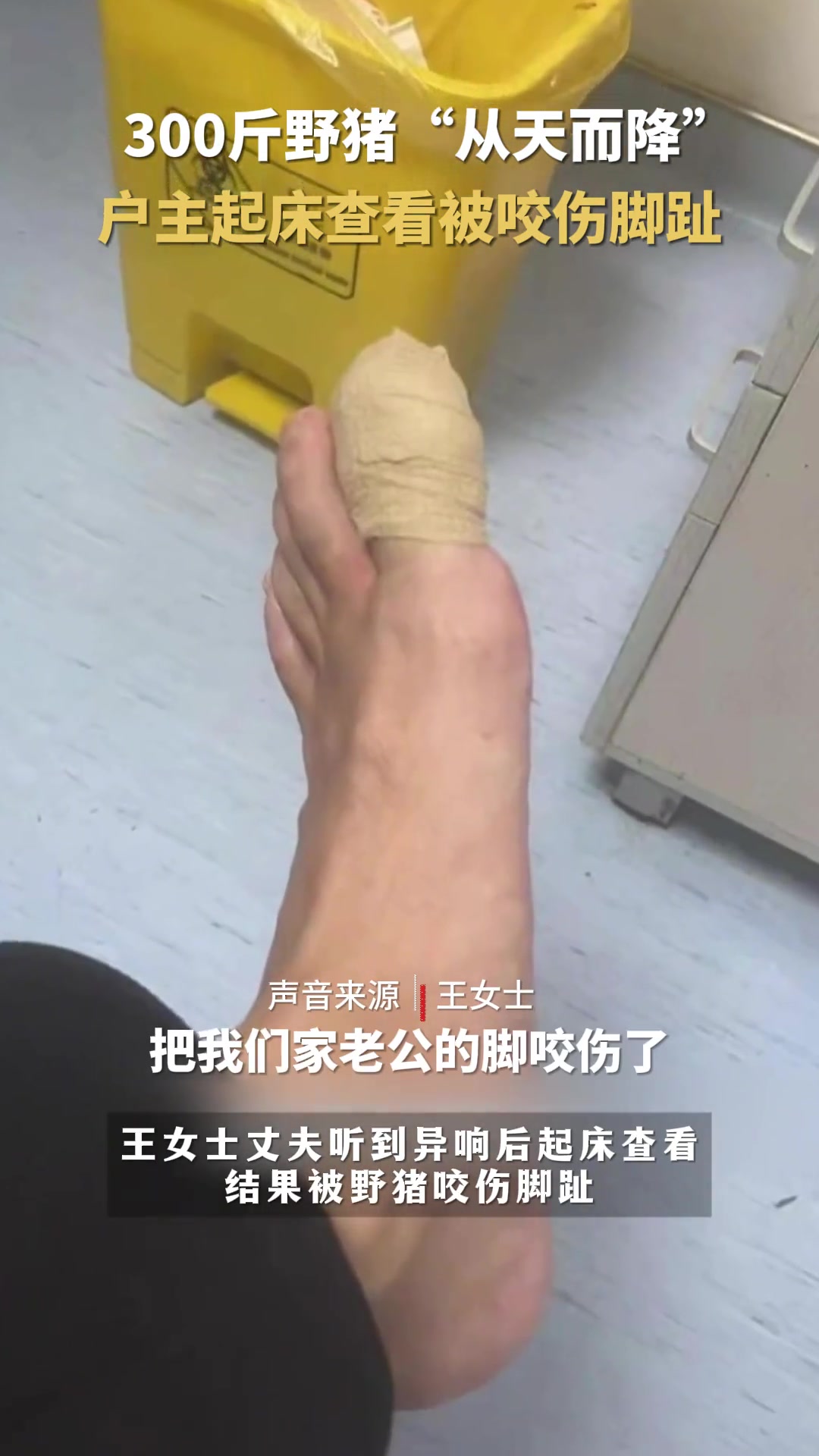 300斤野猪“从天而降”，户主遭殃脚趾被咬