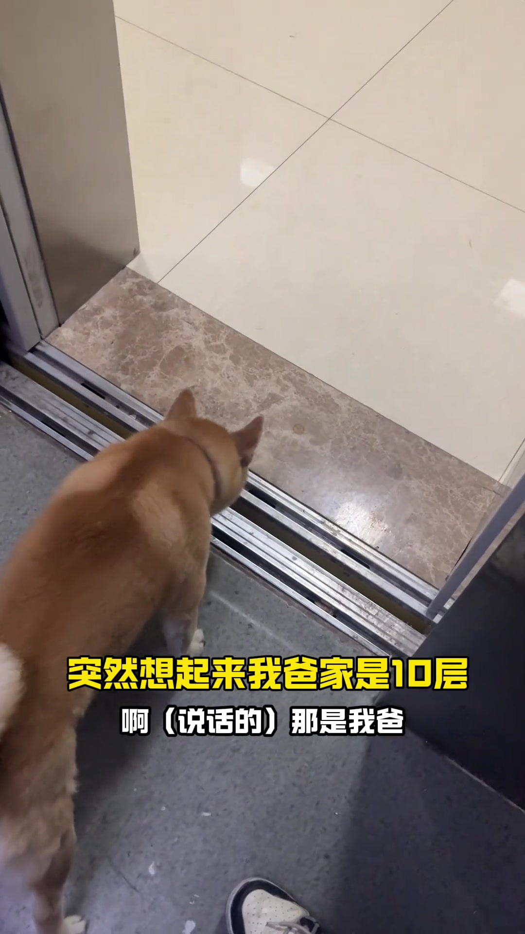网友喝多了在小区陪狗子找家，一层一层按电梯