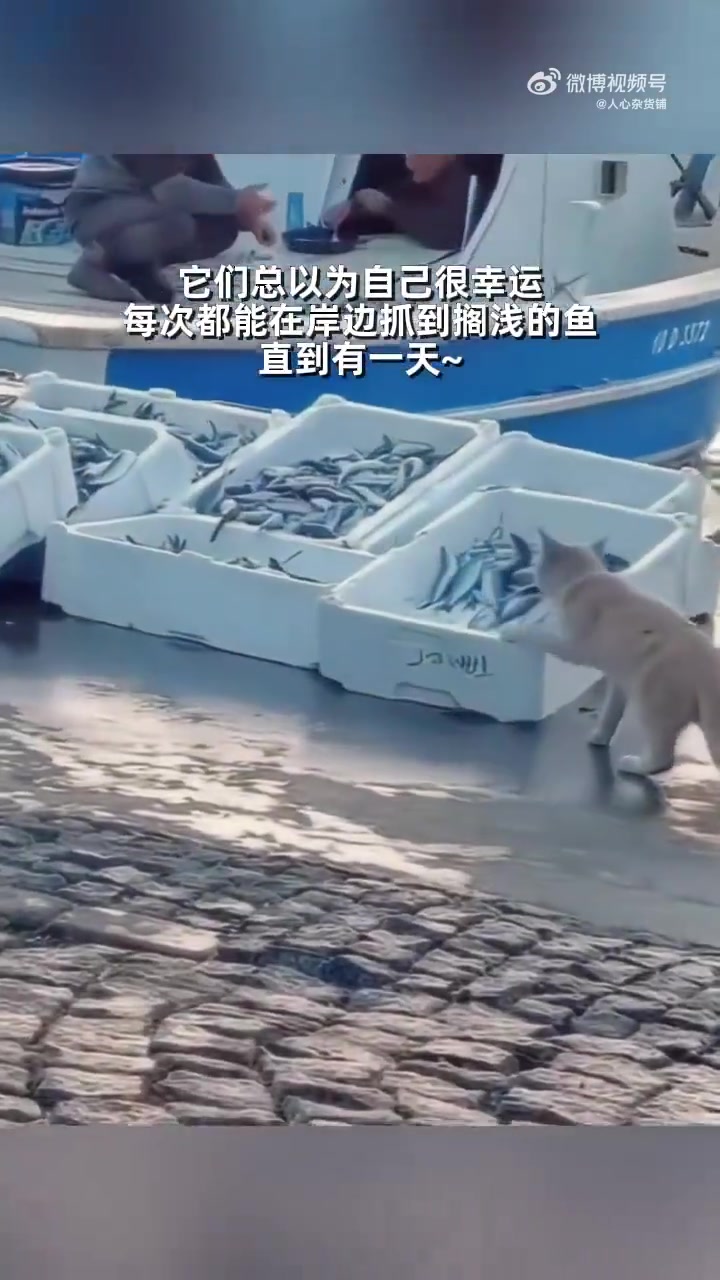 猫伤心了，总以为以前是通过自己努力获得的